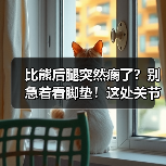 比熊后腿突然瘸了?别急着看脚垫!这处关节隐患更容易中招(图3) 比熊后腿突然瘸了?别急着看脚垫!这处关节隐患更容易中招(图3)