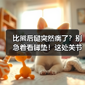 比熊后腿突然瘸了？别急着看脚垫！这处关节隐患更容易中招