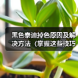 黑色泰迪掉色原因及解决方法（掌握这些技巧让你的黑色泰迪不再掉色）（图3）