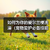 如何为你的爱尔兰梗洗澡（宠物爱护必备技能，学会正确给爱尔兰梗洗澡）