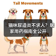 猫咪尿道炎不求人?居家用药指南全公开(图3) 猫咪尿道炎不求人?居家用药指南全公开(图3)