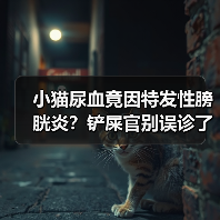 小猫尿血竟因特发性膀胱炎？铲屎官别误诊了（图1）