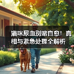 猫咪尿血别赌自愈!真相与紧急处理全解析(图3) 猫咪尿血别赌自愈!真相与紧急处理全解析(图3)