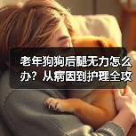 老年狗狗后腿无力怎么办?从病因到护理全攻略(图2) 老年狗狗后腿无力怎么办?从病因到护理全攻略(图2)