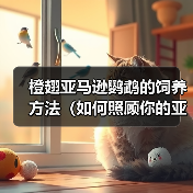 橙翅亚马逊鹦鹉的饲养方法（如何照顾你的亚马逊鹦鹉）（图3）
