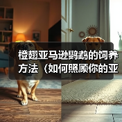 橙翅亚马逊鹦鹉的饲养方法（如何照顾你的亚马逊鹦鹉）（图2）