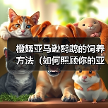 橙翅亚马逊鹦鹉的饲养方法（如何照顾你的亚马逊鹦鹉）（图4）