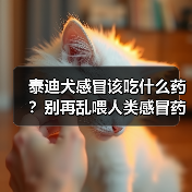 泰迪犬感冒该吃什么药?别再乱喂人类感冒药了(图3) 泰迪犬感冒该吃什么药?别再乱喂人类感冒药了(图3)