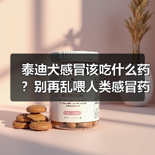 泰迪犬感冒该吃什么药?别再乱喂人类感冒药了(图2) 泰迪犬感冒该吃什么药?别再乱喂人类感冒药了(图2)