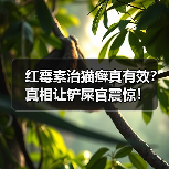 红霉素治猫癣真有效？真相让铲屎官震惊！（图2）