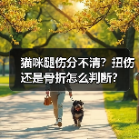 猫咪腿伤分不清?扭伤还是骨折怎么判断?(图1) 猫咪腿伤分不清?扭伤还是骨折怎么判断?(图1)