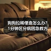 狗狗拉稀便血怎么办？1分钟区分病因急救方法！（图1）