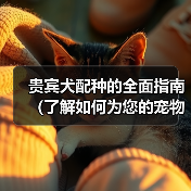 贵宾犬配种的全面指南(了解如何为您的宠物贵宾犬选择合适的伴侣)(图4) 贵宾犬配种的全面指南(了解如何为您的宠物贵宾犬选择合适的伴侣)(图4)