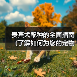 贵宾犬配种的全面指南(了解如何为您的宠物贵宾犬选择合适的伴侣)(图3) 贵宾犬配种的全面指南(了解如何为您的宠物贵宾犬选择合适的伴侣)(图3)