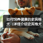 如何饲养健康的史宾格犬(详细介绍史宾格犬的饲养方法,让您的爱宠健康成长)(图1) 如何饲养健康的史宾格犬(详细介绍史宾格犬的饲养方法,让您的爱宠健康成长)(图1)