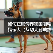 如何正确饲养德国刚毛指示犬(从幼犬到成熟期,一步步指导饲养方法)(图2) 如何正确饲养德国刚毛指示犬(从幼犬到成熟期,一步步指导饲养方法)(图2)