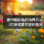 德州地鼠龟的饲养方法(打造健康可爱的龟宠,让它快乐生活)(图3) 德州地鼠龟的饲养方法(打造健康可爱的龟宠,让它快乐生活)(图3)