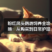 粉红凤头鹦鹉饲养全攻略:从购买到日常护理的关键技巧(图3) 粉红凤头鹦鹉饲养全攻略:从购买到日常护理的关键技巧(图3)