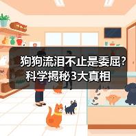狗狗流泪不止是委屈？科学揭秘3大真相（图4）