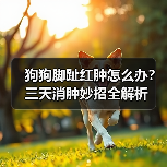 狗狗脚趾红肿怎么办？三天消肿妙招全解析