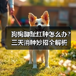 狗狗脚趾红肿怎么办?三天消肿妙招全解析(图2) 狗狗脚趾红肿怎么办?三天消肿妙招全解析(图2)