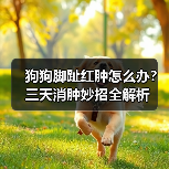 狗狗脚趾红肿怎么办?三天消肿妙招全解析(图3) 狗狗脚趾红肿怎么办?三天消肿妙招全解析(图3)