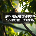 猫咪骨折真的能自愈吗？不治疗的三大致命风险！（图2）