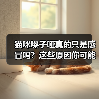 猫咪嗓子哑真的只是感冒吗？这些原因你可能不知道（图4）