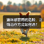 猫咪感冒用药危险，正确治疗方式如何选？（图3）
