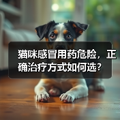 猫咪感冒用药危险，正确治疗方式如何选？