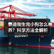 泰迪刚生完小狗怎么喂养?科学方法全解析(图3) 泰迪刚生完小狗怎么喂养?科学方法全解析(图3)