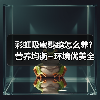 彩虹吸蜜鹦鹉怎么养？营养均衡+环境优美全攻略（图1）