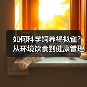 如何科学饲养褐拟雀？从环境饮食到健康管理全解析