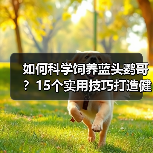 如何科学饲养蓝头鹦哥?15个实用技巧打造健康快乐生活(图4) 如何科学饲养蓝头鹦哥?15个实用技巧打造健康快乐生活(图4)