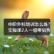 中阶外科培训怎么练?实操课2人一组带猫狗提升快(图1) 中阶外科培训怎么练?实操课2人一组带猫狗提升快(图1)