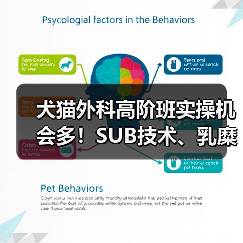 犬猫外科高阶班实操机会多!SUB技术、乳糜胸手术怎么练?(图3) 犬猫外科高阶班实操机会多!SUB技术、乳糜胸手术怎么练?(图3)
