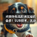 犬猫外科高阶班实操机会多！SUB技术、乳糜胸手术怎么练？