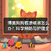 博美狗狗着凉咳嗽怎么办?科学预防与护理全指南(图4) 博美狗狗着凉咳嗽怎么办?科学预防与护理全指南(图4)