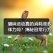 猫咪运动真的消耗很多体力吗?揭秘日常行为背后的能量消耗(图2) 猫咪运动真的消耗很多体力吗?揭秘日常行为背后的能量消耗(图2)