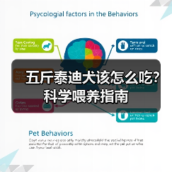 五斤泰迪犬该怎么吃?科学喂养指南(图2) 五斤泰迪犬该怎么吃?科学喂养指南(图2)
