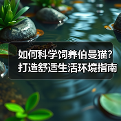 如何科学饲养伯曼猫?打造舒适生活环境指南(图3) 如何科学饲养伯曼猫?打造舒适生活环境指南(图3)