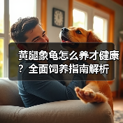 黄腿象龟怎么养才健康?全面饲养指南解析(图3) 黄腿象龟怎么养才健康?全面饲养指南解析(图3)