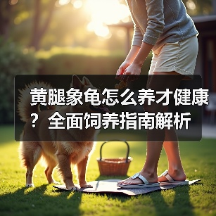 黄腿象龟怎么养才健康?全面饲养指南解析(图4) 黄腿象龟怎么养才健康?全面饲养指南解析(图4)