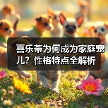喜乐蒂为何成为家庭宠儿？性格特点全解析