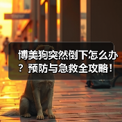 博美狗突然倒下怎么办?预防与急救全攻略!(图3) 博美狗突然倒下怎么办?预防与急救全攻略!(图3)