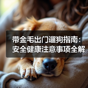 带金毛出门遛狗指南：安全健康注意事项全解析