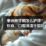 泰迪换牙期怎么护理?饮食、口腔清洁全解析(图3) 泰迪换牙期怎么护理?饮食、口腔清洁全解析(图3)
