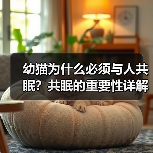 幼猫为什么必须与人共眠?共眠的重要性详解(图2) 幼猫为什么必须与人共眠?共眠的重要性详解(图2)