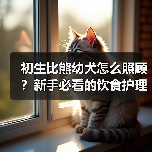 初生比熊幼犬怎么照顾?新手必看的饮食护理与训练技巧(图4) 初生比熊幼犬怎么照顾?新手必看的饮食护理与训练技巧(图4)