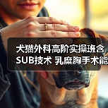 犬猫外科高阶实操班含SUB技术 乳糜胸手术能掌握吗?(图2) 犬猫外科高阶实操班含SUB技术 乳糜胸手术能掌握吗?(图2)